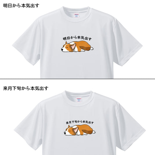 犬tシャツ ドライTシャツ シルキータッチTシャツ いぬ 犬イラスト おもしろ tシャツ コーギー犬 明日から本気出す/ 来月下旬から本気出す