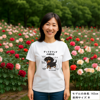 犬tシャツ ドライTシャツ シルキータッチTシャツ いぬ 犬イラスト おもしろ tシャツ 犬  ダックスフンドの解剖図