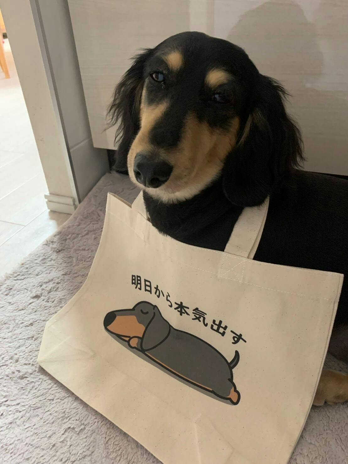 犬トート バッグ 犬 エコ バッグ ダックス フンド 明日から本気出す