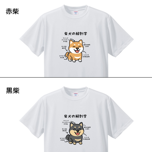 犬tシャツ ドライTシャツ シルキータッチTシャツ いぬ 犬イラスト おもしろ tシャツ 犬  柴犬 の解剖 学 赤柴/黒柴